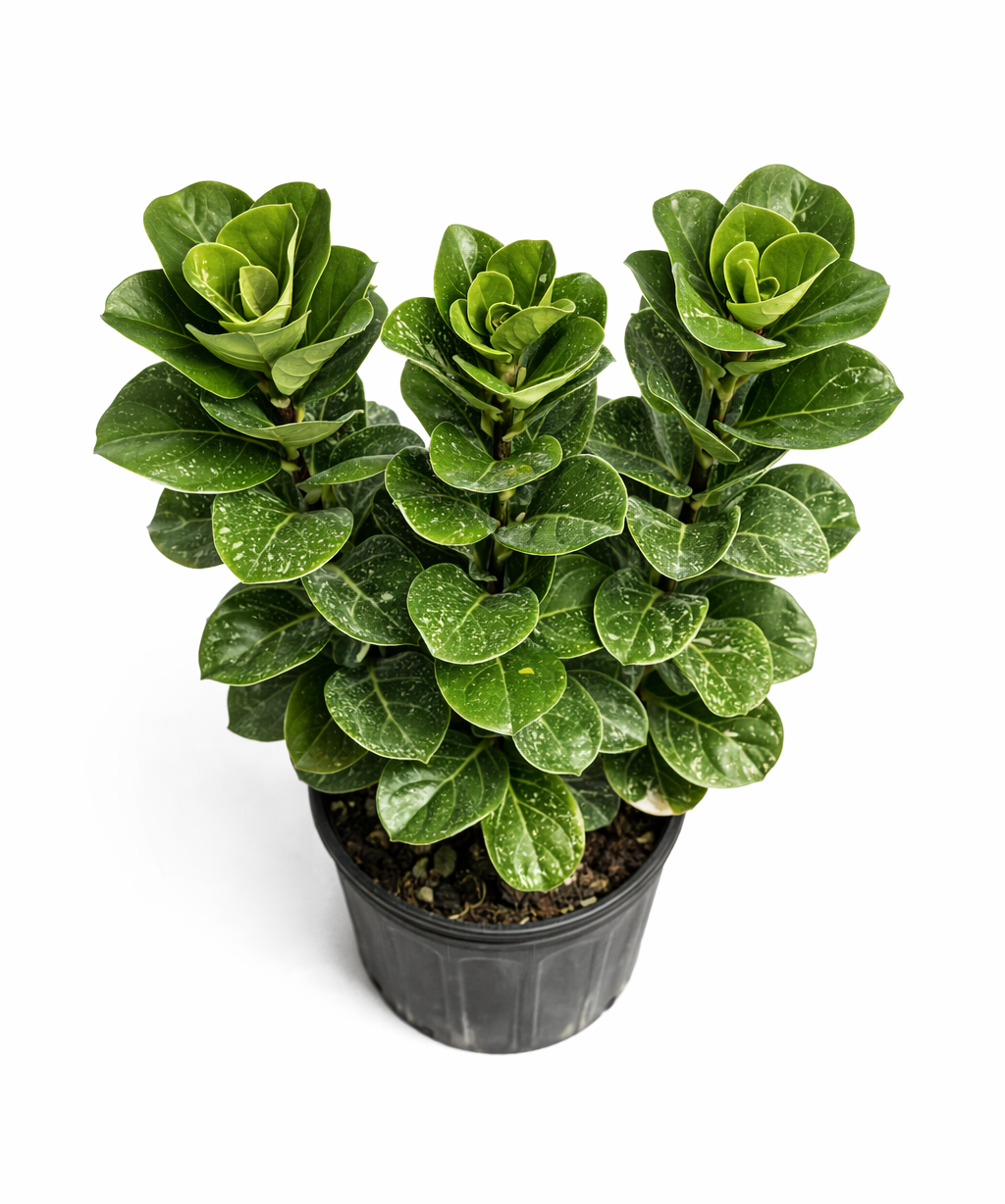 Dwarf fiddle leaf fig plant with two columns of small green fiddle-shaped leaves with lighter speckles growing from a black plastic pot against a white background.
