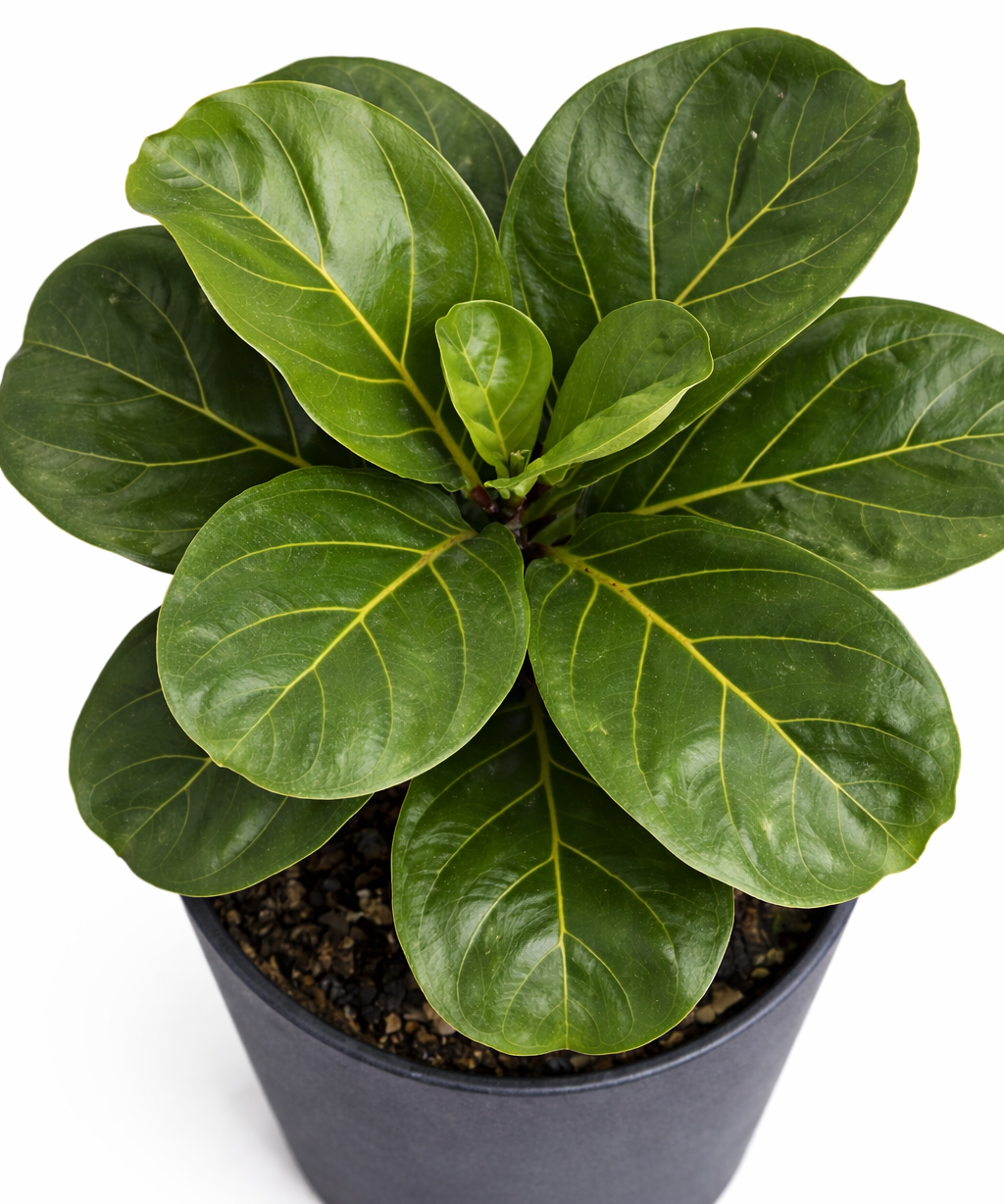 Top view of a dwarf fiddle leaf fig plant with large glossy green fiddle-shaped leaves arranged in a bush form in a dark pot on a white background.