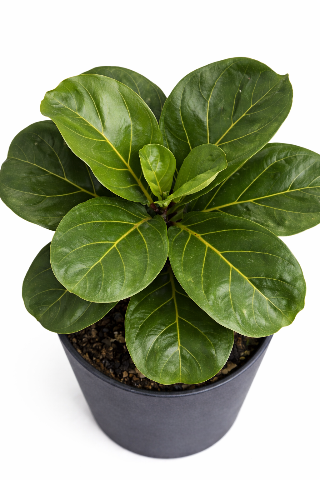 Top view of a dwarf fiddle leaf fig plant with large glossy green fiddle-shaped leaves arranged in a bush form in a dark pot on a white background.