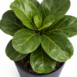 Top view of a dwarf fiddle leaf fig plant with large glossy green fiddle-shaped leaves arranged in a bush form in a dark pot on a white background.