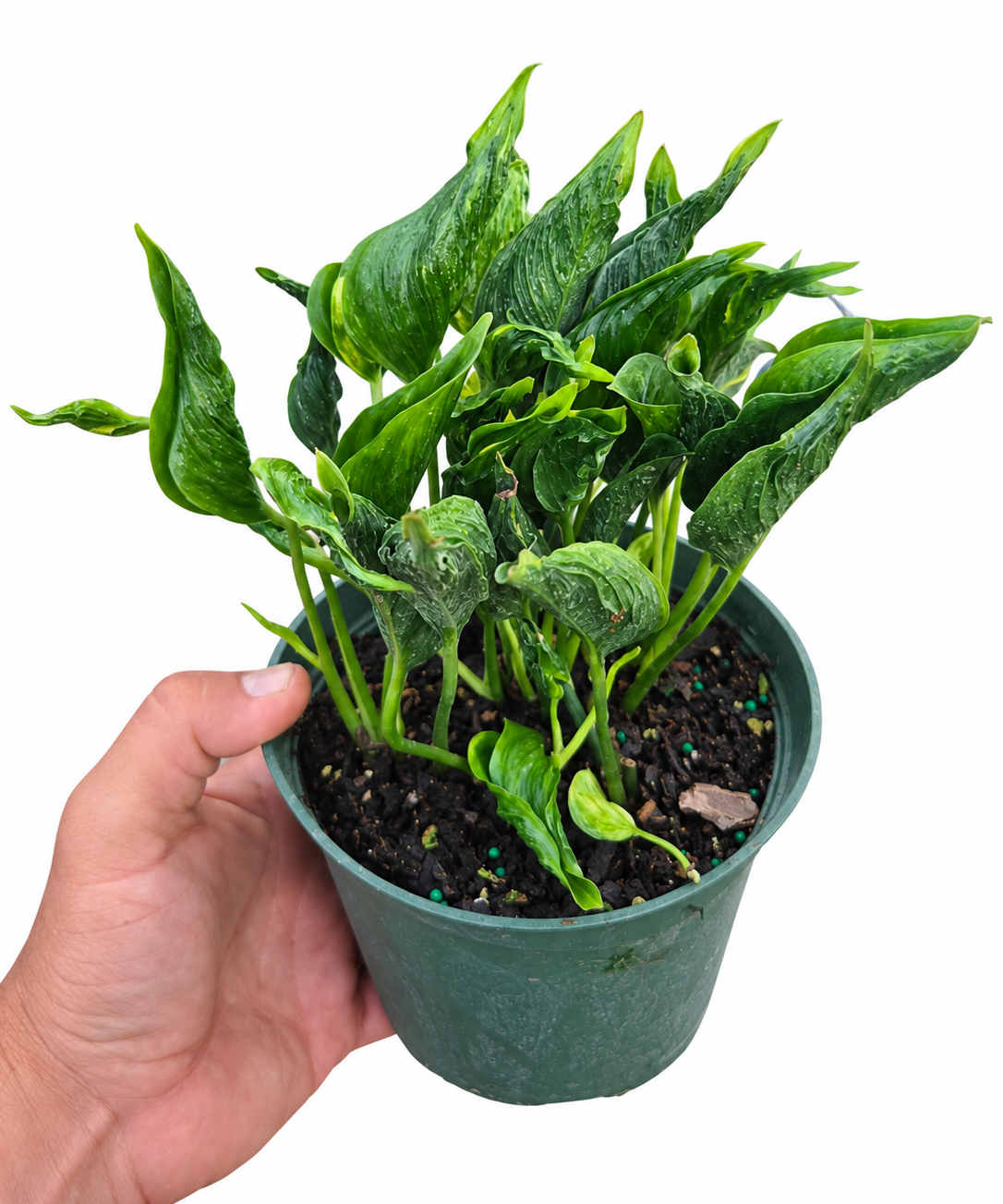 Epipremnum Shangri La
