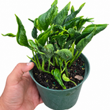Epipremnum Shangri La