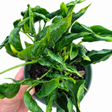 Epipremnum Shangri La