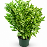 Euphorbia Devil's Backbone Variegated