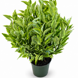 Euphorbia Devil's Backbone Variegated