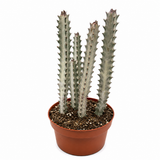 Euphorbia Dragon Bones