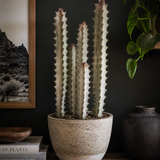 Euphorbia Dragon Bones