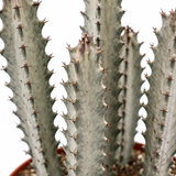 Euphorbia Dragon Bones