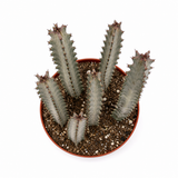 Euphorbia Dragon Bones