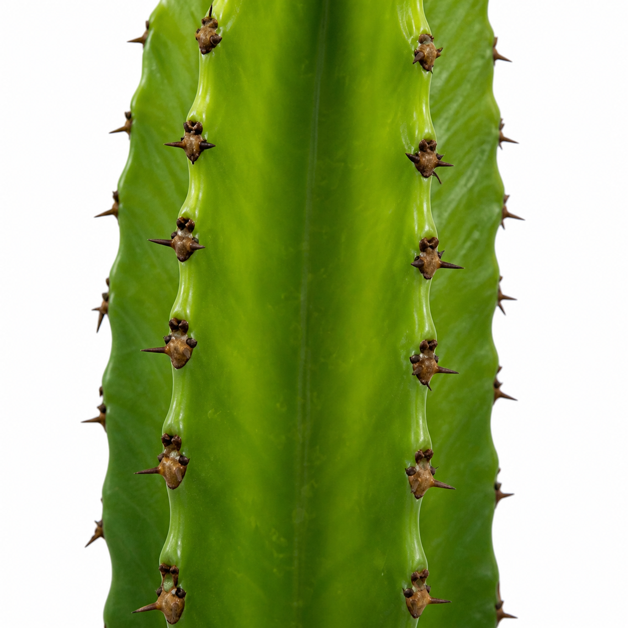 Euphorbia Ingens