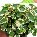 Ficus Pumila - Creeping Fig