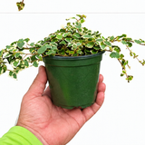 Ficus Pumila - Creeping Fig