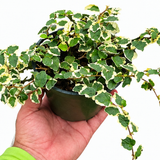 Ficus Pumila - Creeping Fig