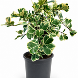 Ficus Triangularis Variegated