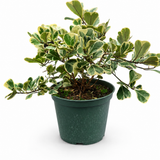 Ficus Triangularis Variegated