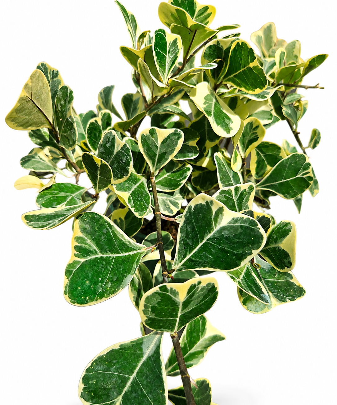 Ficus Triangularis Variegated