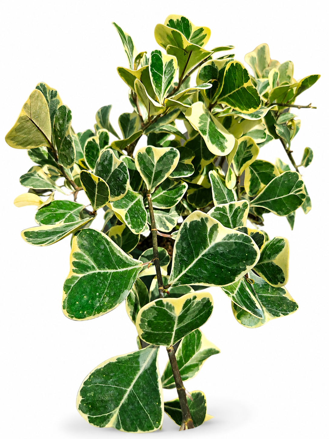Slide image