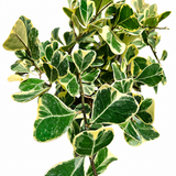 Ficus Triangularis Variegated