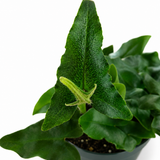 Hemionitis Heart Fern