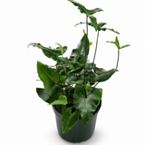 Hemionitis Heart Fern