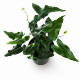 Hemionitis Heart Fern
