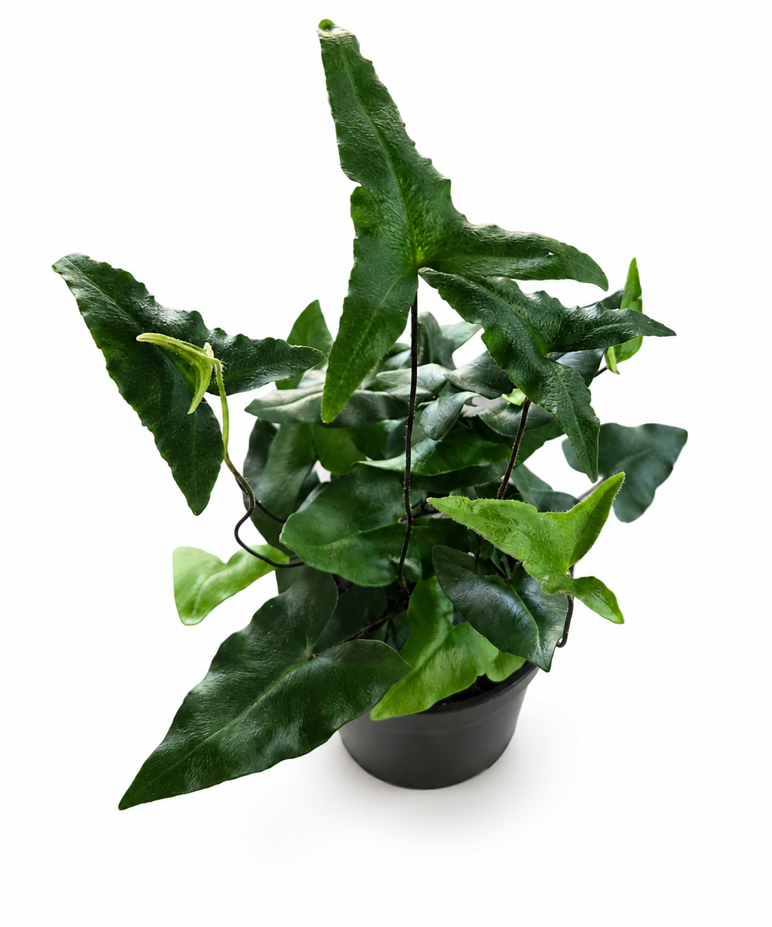Hemionitis Heart Fern