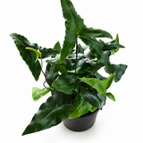 Hemionitis Heart Fern