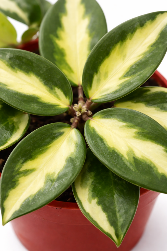Hoya Acuta 'Albo Marginata' – Variegated Wax Plant (4″ Pot)