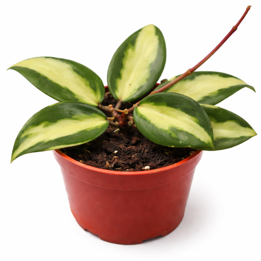 Hoya Acuta 'Albo Marginata' – Variegated Wax Plant (4″ Pot)