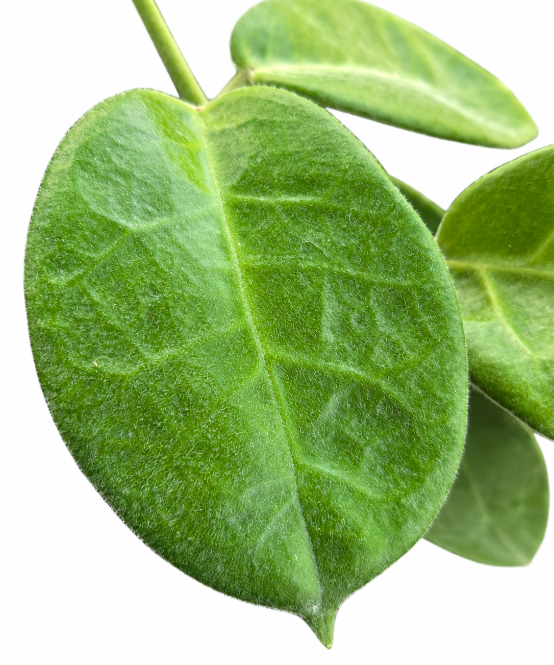 Close-up of Hoya calycina ‘Stargazer’ showing thick fuzzy green leaf texture