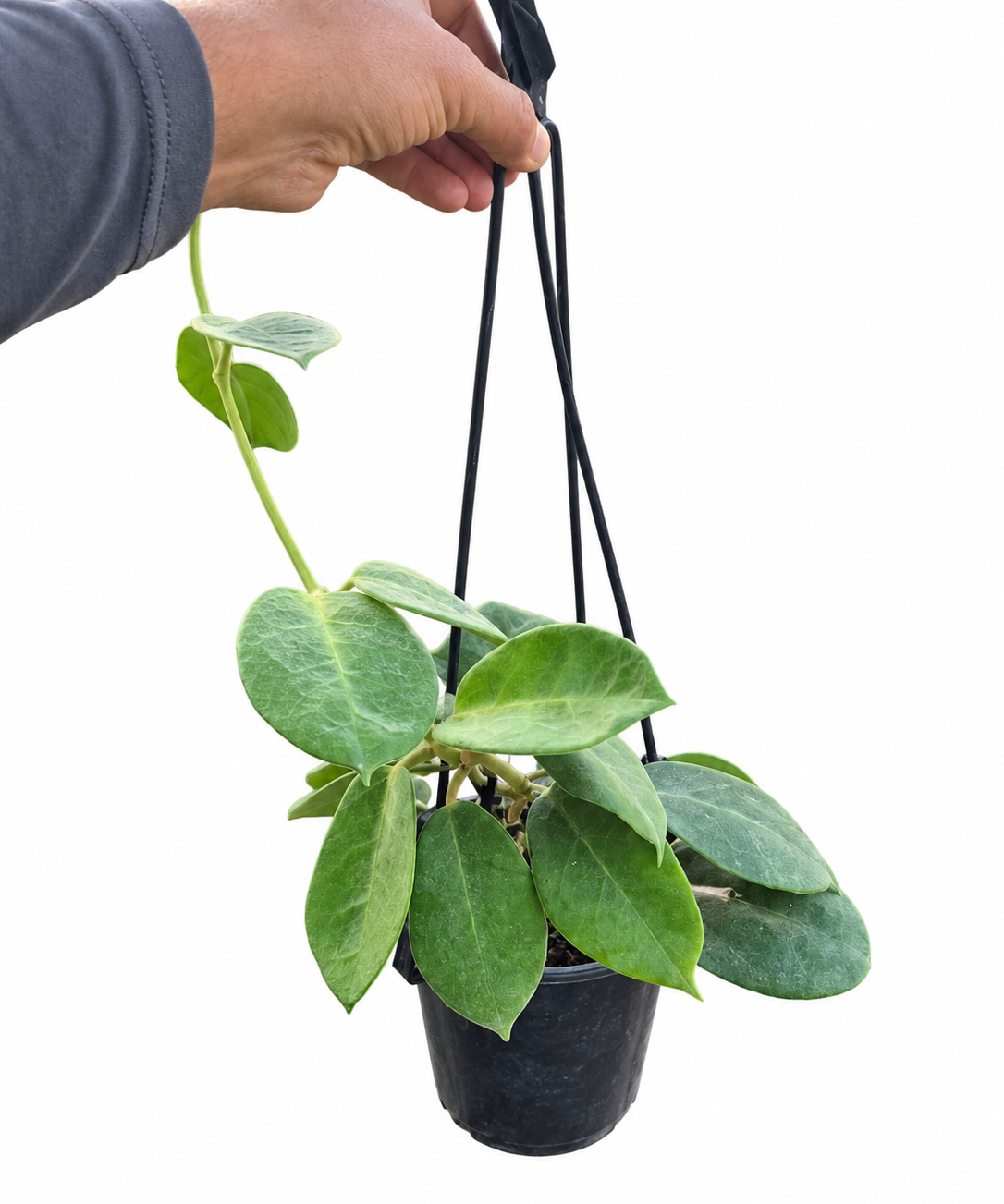 Hoya calycina ‘Stargazer’ in a 5-inch hanging basket with large velvety green leaves