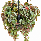 Hoya Curtisii