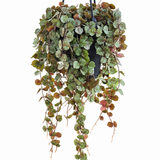 Hoya Curtisii