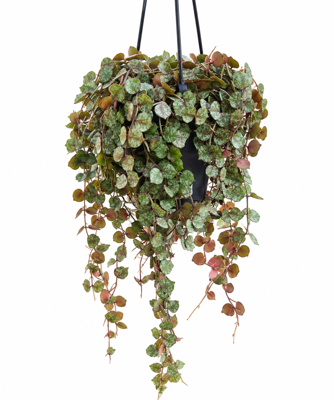 Hoya Curtisii