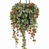 Hoya Curtisii