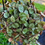 Hoya Curtisii