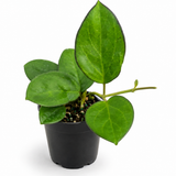 Hoya Icensis