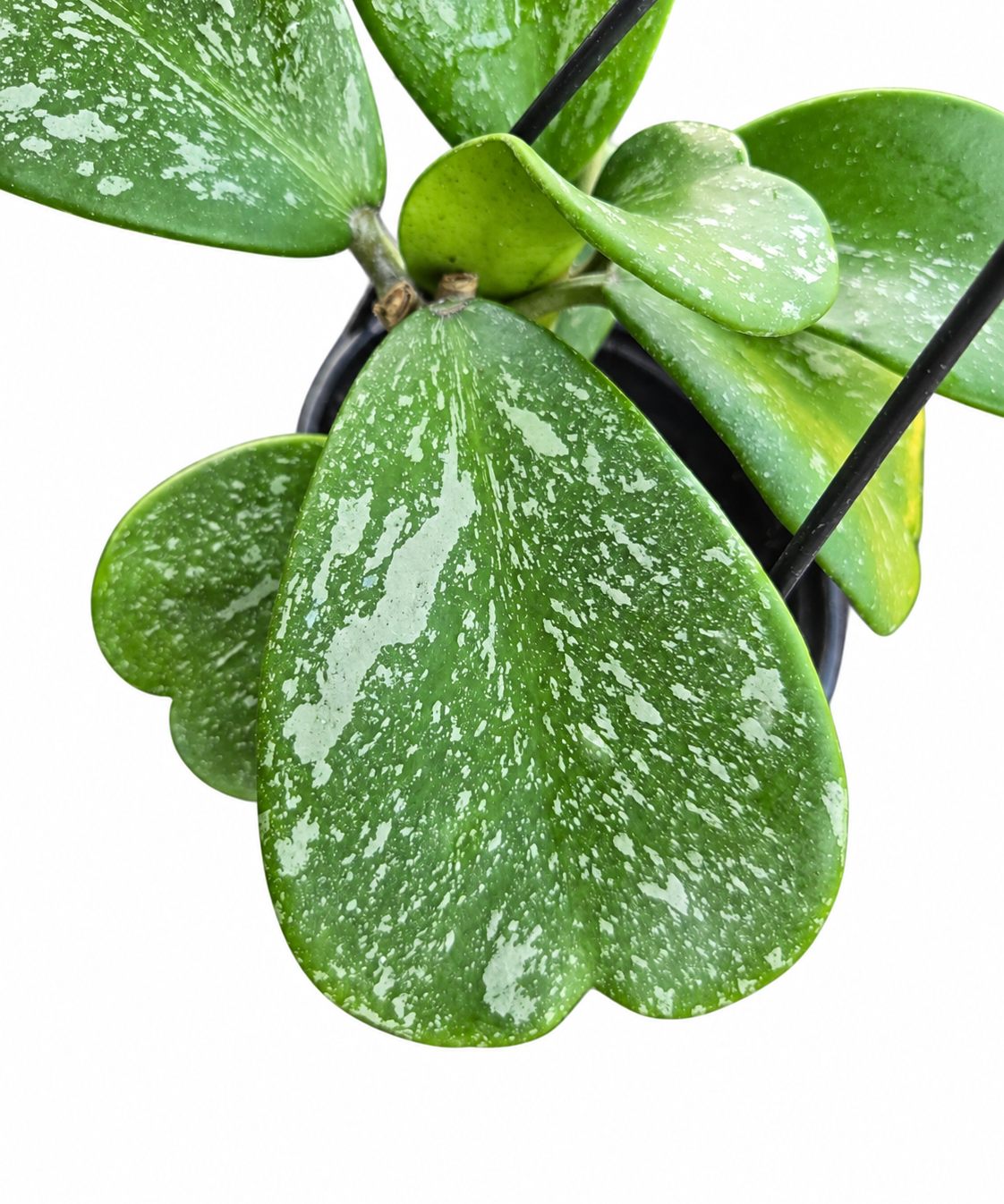 Hoya kerrii ‘Splash’