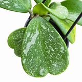 Hoya Kerrii Splash