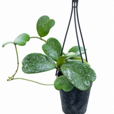 Hoya Kerrii Splash