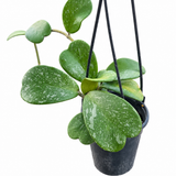 Hoya Kerrii Splash