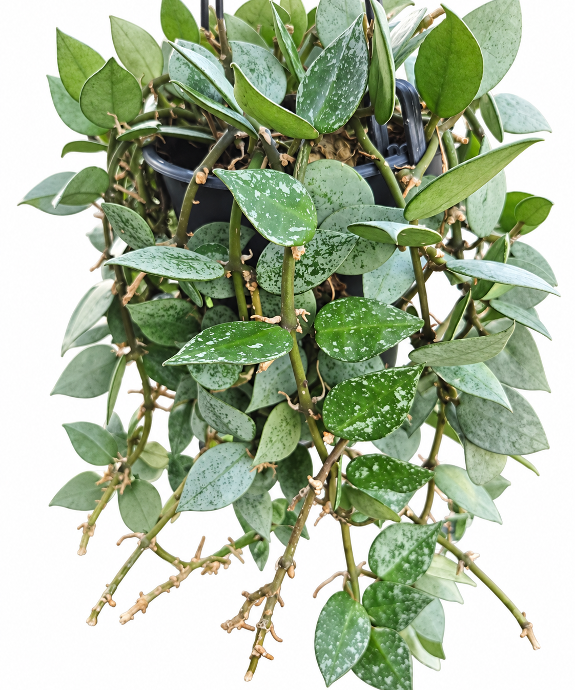 Close view of Hoya krohniana ‘Silver’ foliage cascading around a hanging basket with green and silver leaves