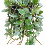 Hoya Krohniana Silver