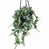 Hoya Krohniana Silver