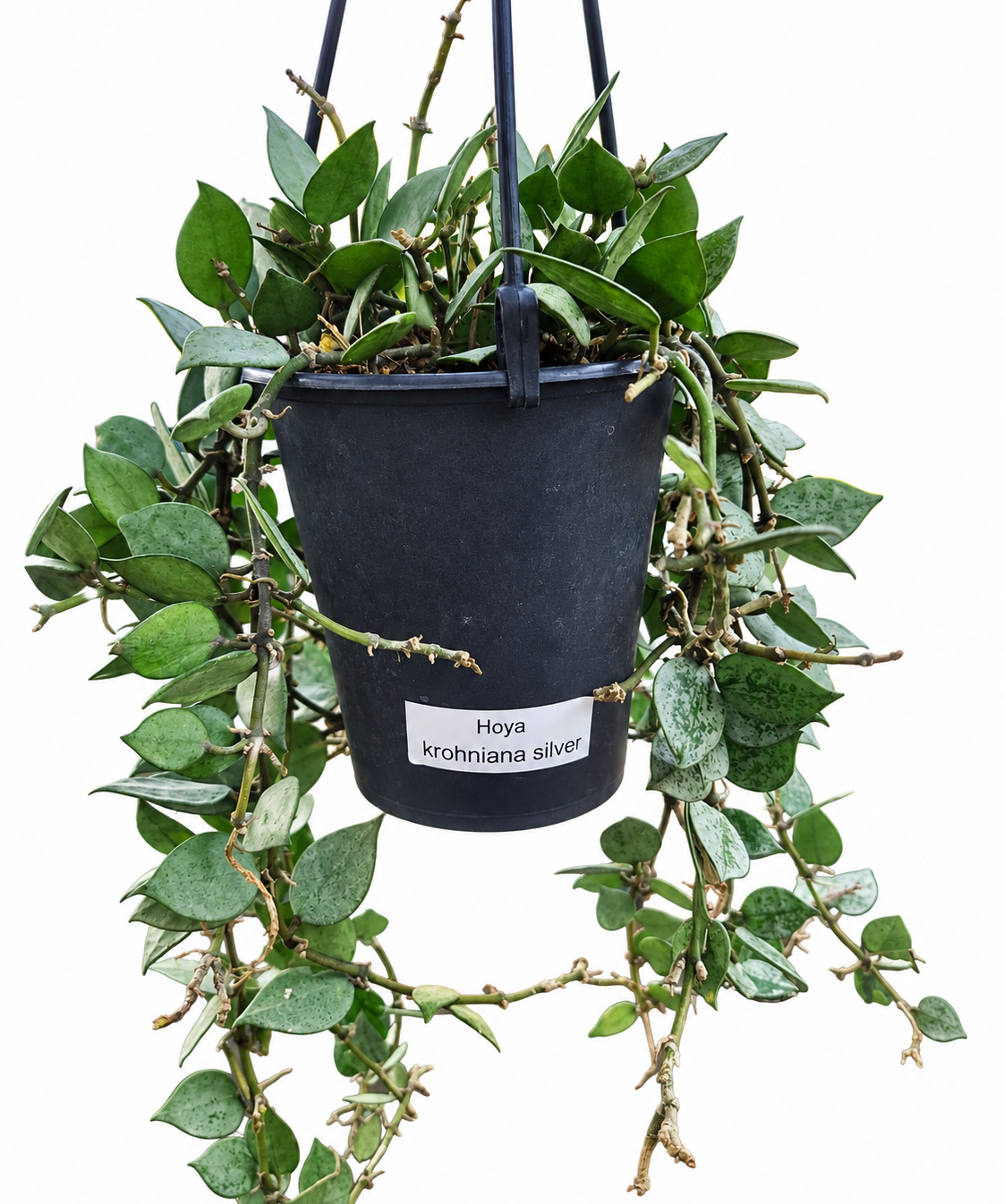 Hoya krohniana ‘Silver’ in a black 5-inch hanging basket with trailing silver-speckled vines