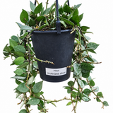 Hoya Krohniana Silver