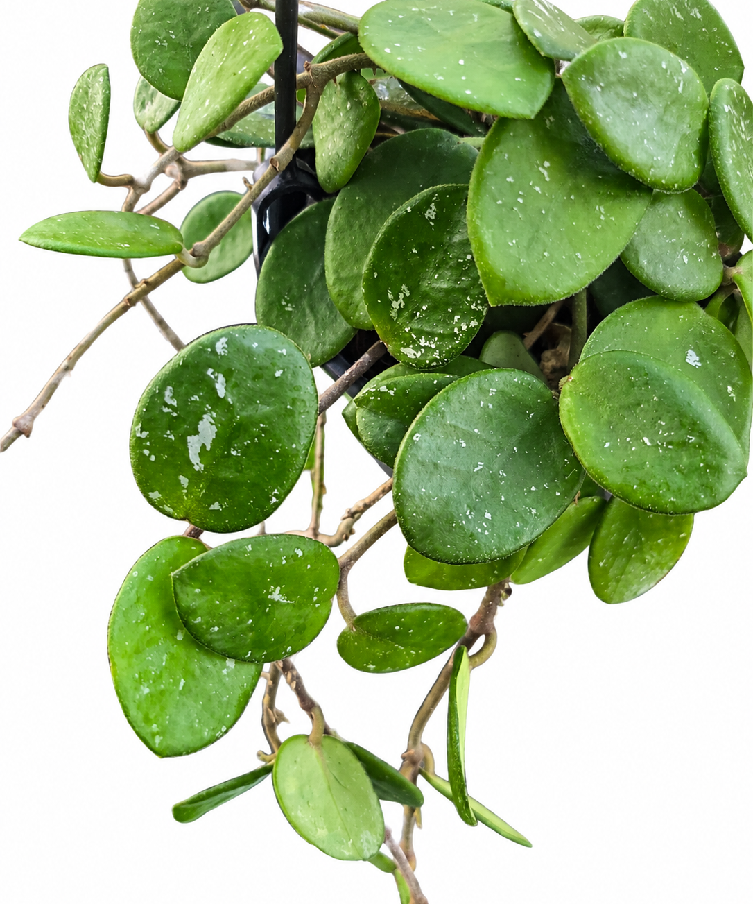 Close-up of Hoya Mathilde rounded green leaves with silver flecking and trailing stems.