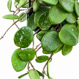 Hoya Mathilde