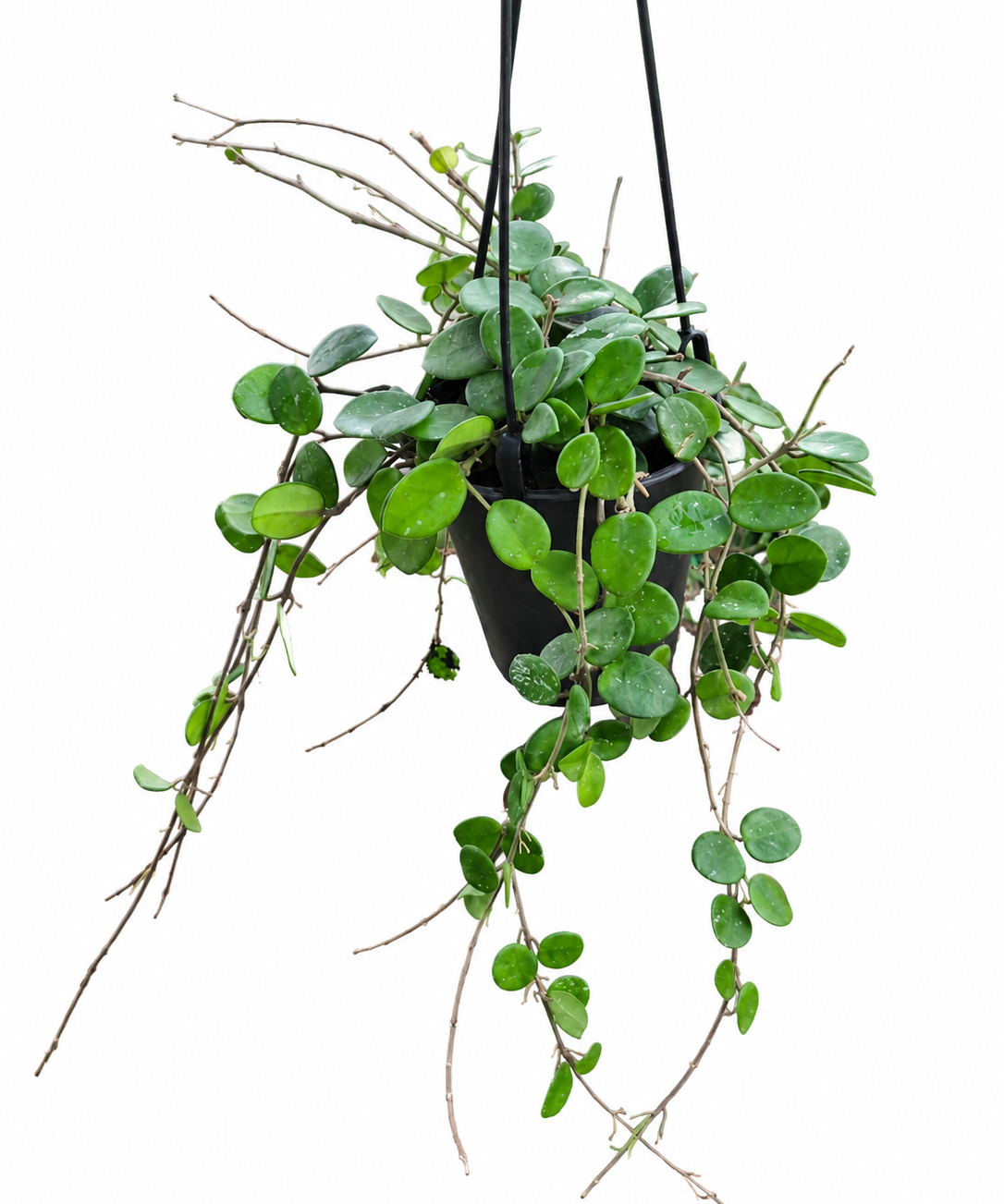 Hoya Mathilde trailing from a black hanging basket against a white background.