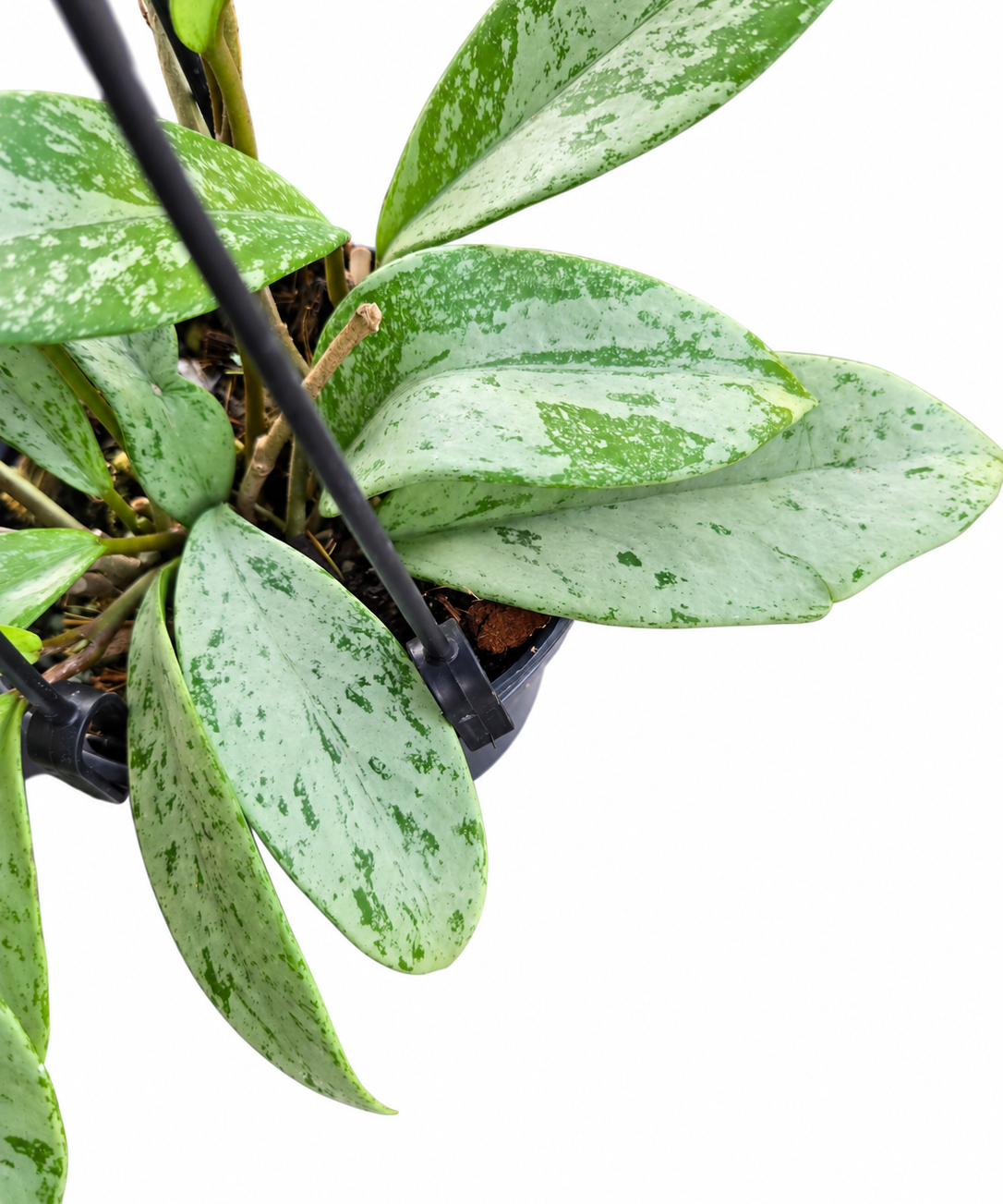 Close-up of Hoya pubicalyx Silver leaves showing heavy silver flecks and patches